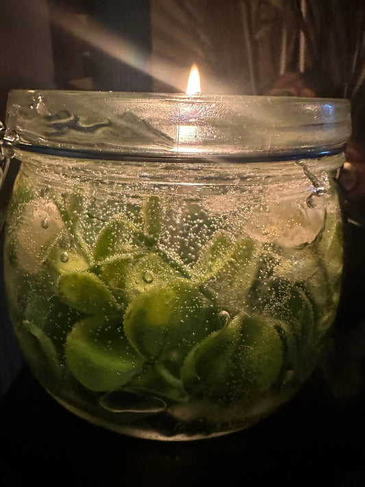Eucalyptus (clean, sharp, and fresh, minty and sometimes woody undertone)